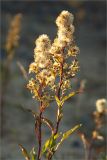 Solidago virgaurea подвид lapponica. Верхушка плодоносящего растения. Мурманская обл., Терский р-н, окр. пос. Кузомень, дюны. 07.08.2013.