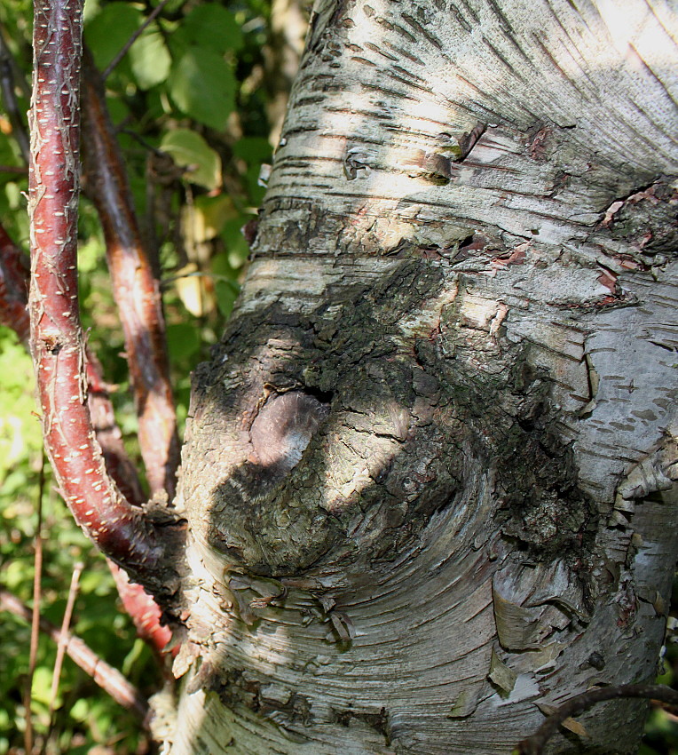 Image of Betula raddeana specimen.