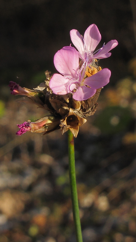 Image of Petrorhagia prolifera specimen.