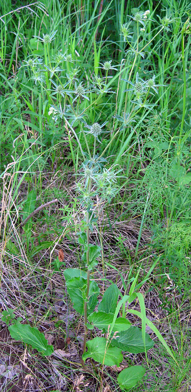 Изображение особи Eryngium planum.