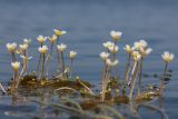 Ranunculus baudotii. Цветущие растения на морском мелководье. Ленинградская обл., Кургальский п-ов, окр. дер. Тисколово, мелководье. 21.07.2011.