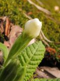 Primula vulgaris