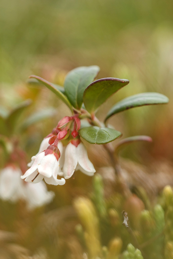 Image of Vaccinium vitis-idaea var. minus specimen.