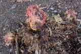 Gunnera tinctoria. Развивающиеся побеги перезимовавшего растения. Германия, г. Дюссельдорф, Ботанический сад университета. 02.03.2014.