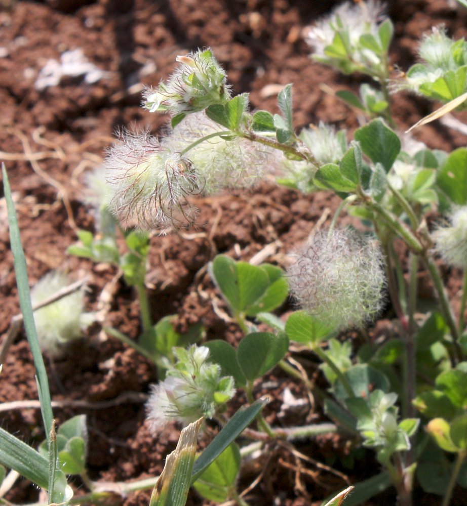 Image of Trifolium pilulare specimen.