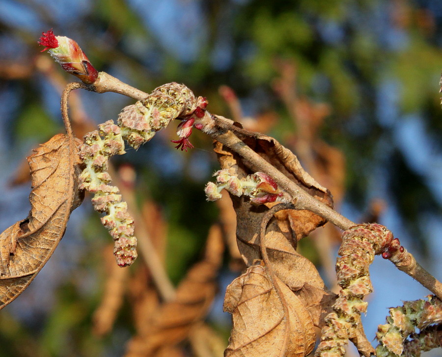 Image of Corylus sieboldiana specimen.