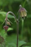 Geum rivale