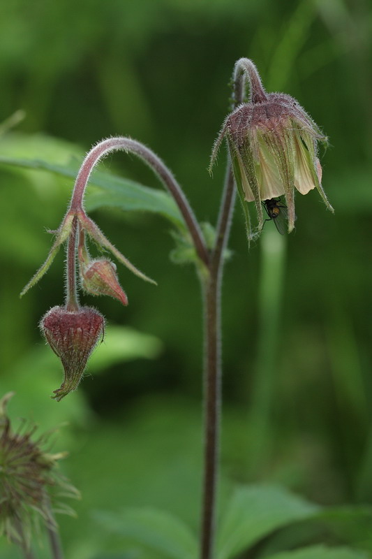 Image of Geum rivale specimen.