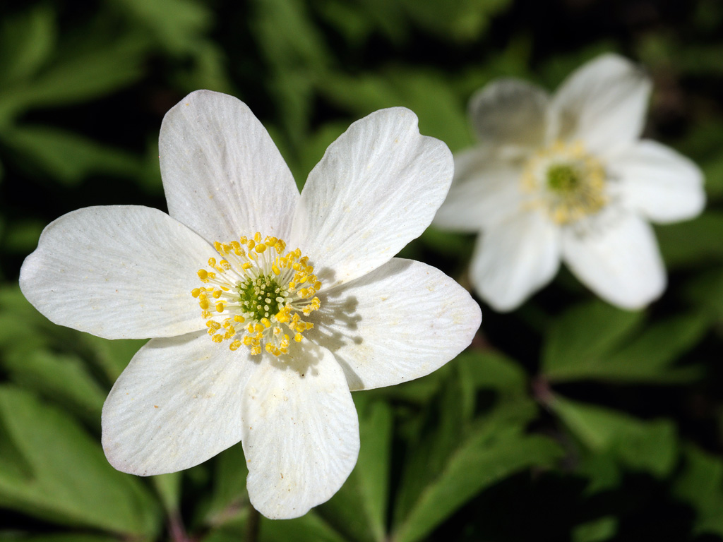 Изображение особи Anemone nemorosa.