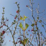 Viburnum opulus. Верхние части веток с прошлогодними плодами и распускающимися почками. Германия, г. Дюссельдорф, Ботанический сад университета. 13.03.2014.