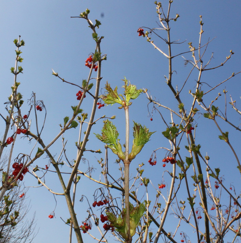 Изображение особи Viburnum opulus.