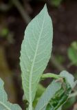 род Salix. Лист (нижняя сторона). Германия, г. Дюссельдорф, Ботанический сад университета. 28.04.2014.