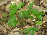 Fragaria vesca