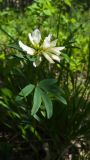 Trifolium spryginii