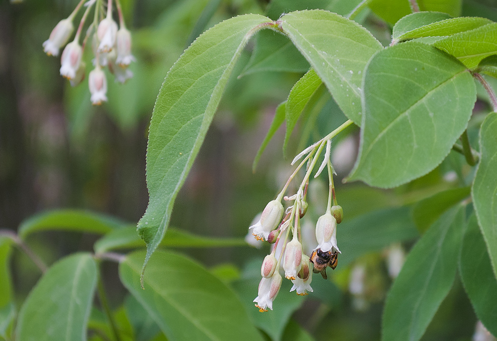 Image of Staphylea trifolia specimen.