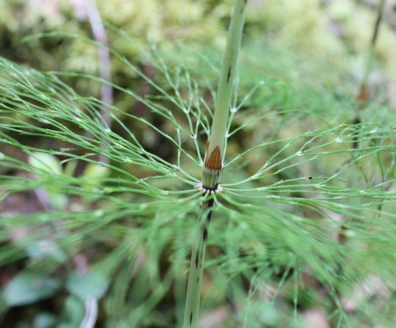 Изображение особи Equisetum sylvaticum.