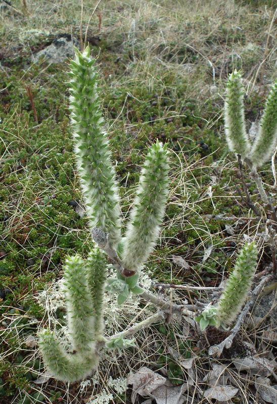 Изображение особи Salix lanata.