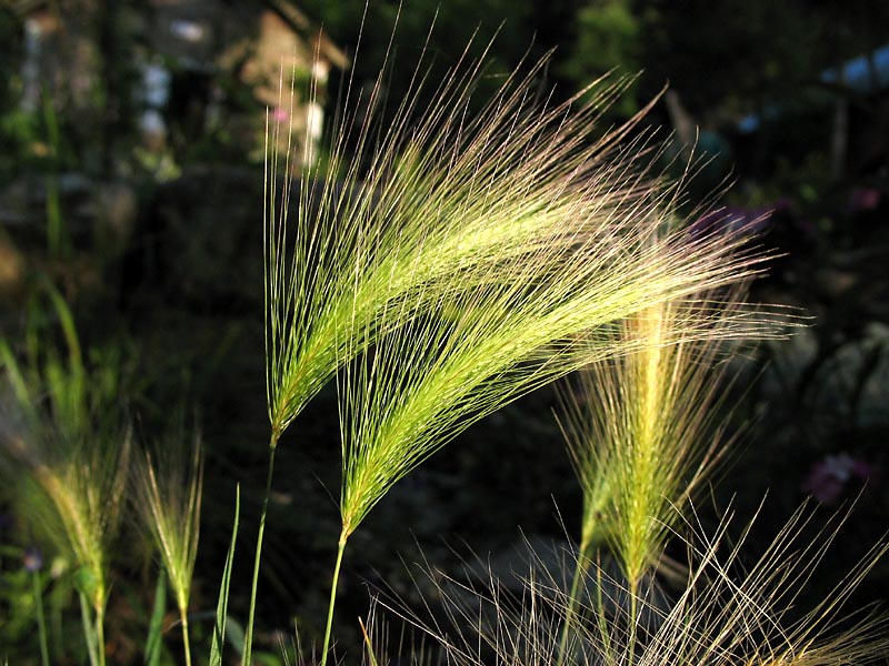 Image of Hordeum jubatum specimen.