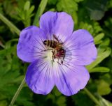 Geranium wallichianum. Цветок с фуражирующей пчелой ('Buxtons Blue'). Германия, г. Дюссельдорф, Ботанический сад университета. 02.06.2014.
