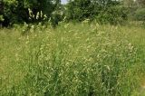 Dactylis glomerata. Цветущие растения. Комсомольск-на-Амуре, сквер. 24.06.2014.