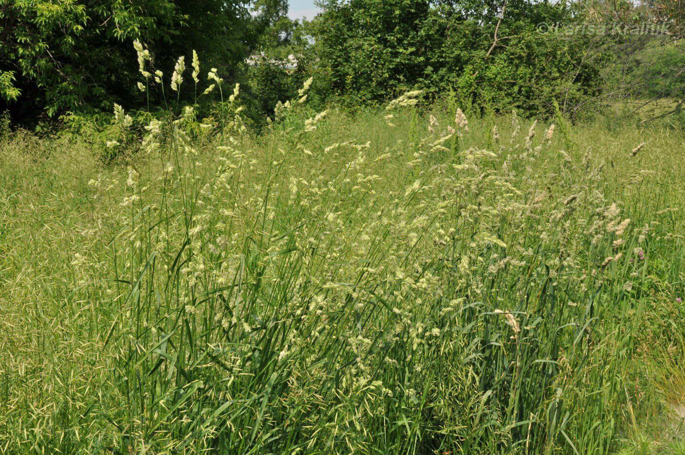 Изображение особи Dactylis glomerata.