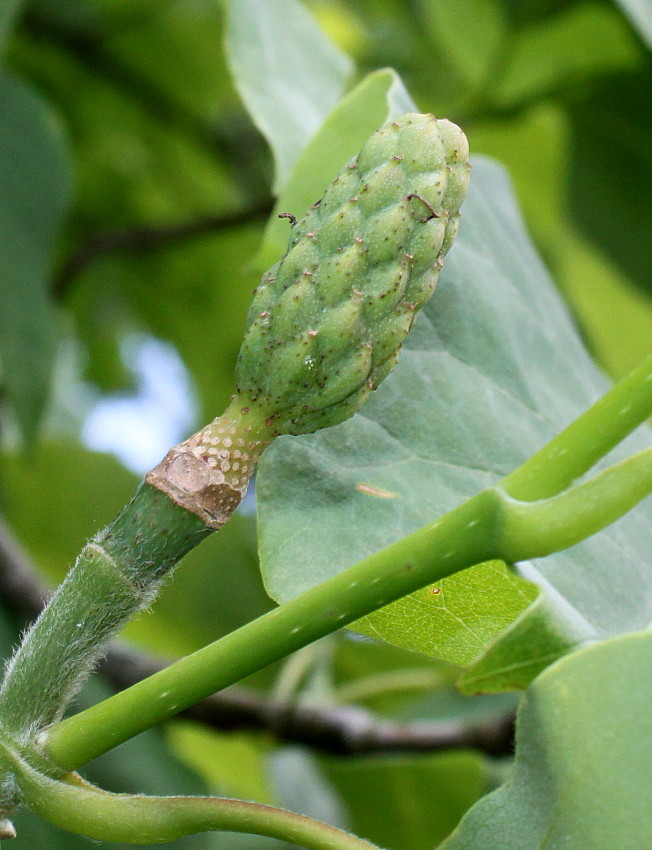 Изображение особи Magnolia acuminata.