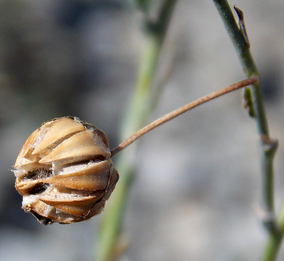 Изображение особи Linum squamulosum.