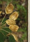Heracleum sibiricum. Зрелые плоды. Крым, окр. Ялты, гора Лапата, сосновый лес. 18 июля 2014 г.