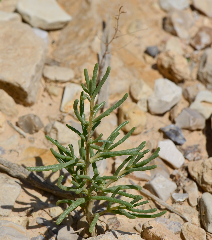 Image of Seidlitzia rosmarinus specimen.