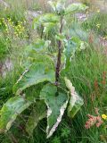 Arctium tomentosum. Растение на антропогенной пустоши. Кольский п-ов, Восточный Мурман, пос. Дальние Зеленцы. 20.07.2009.