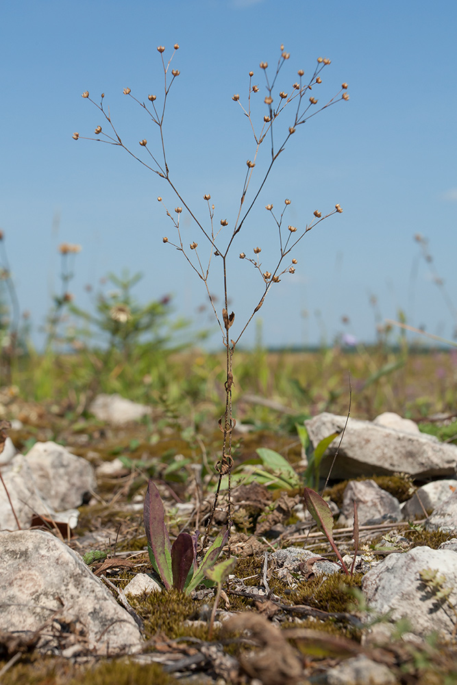 Изображение особи Linum catharticum.