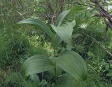 Veratrum lobelianum