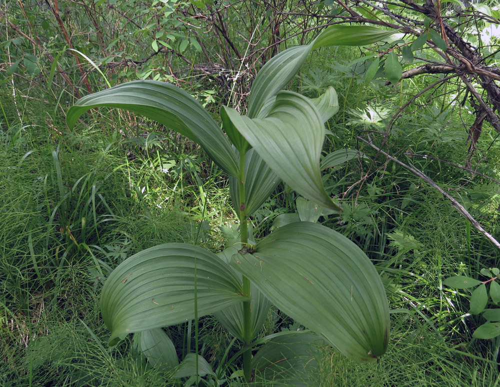 Изображение особи Veratrum lobelianum.
