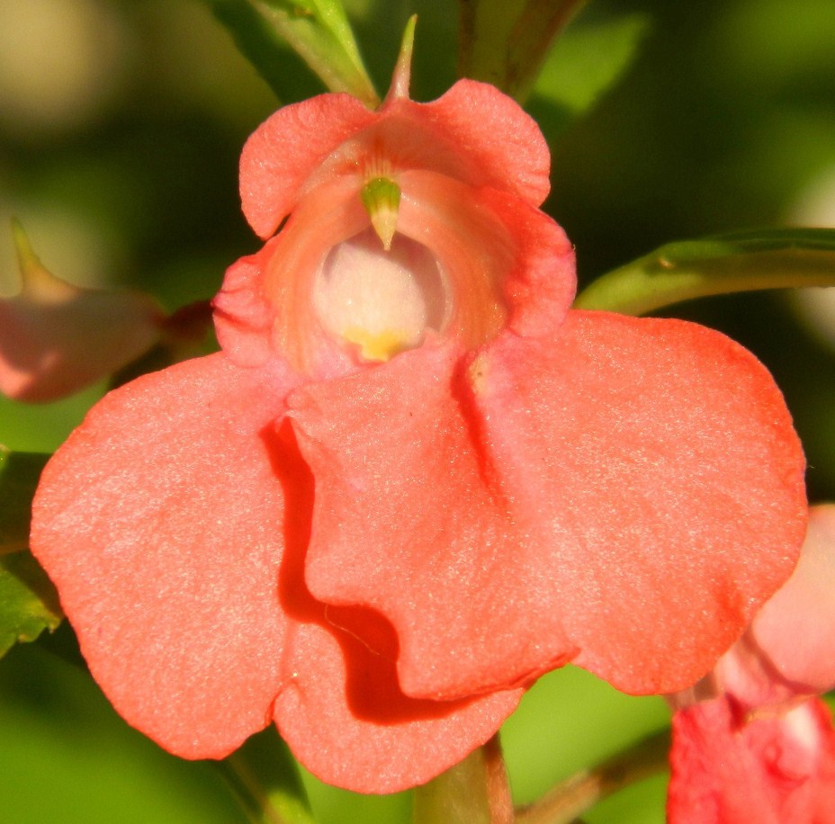 Image of Impatiens balsamina specimen.