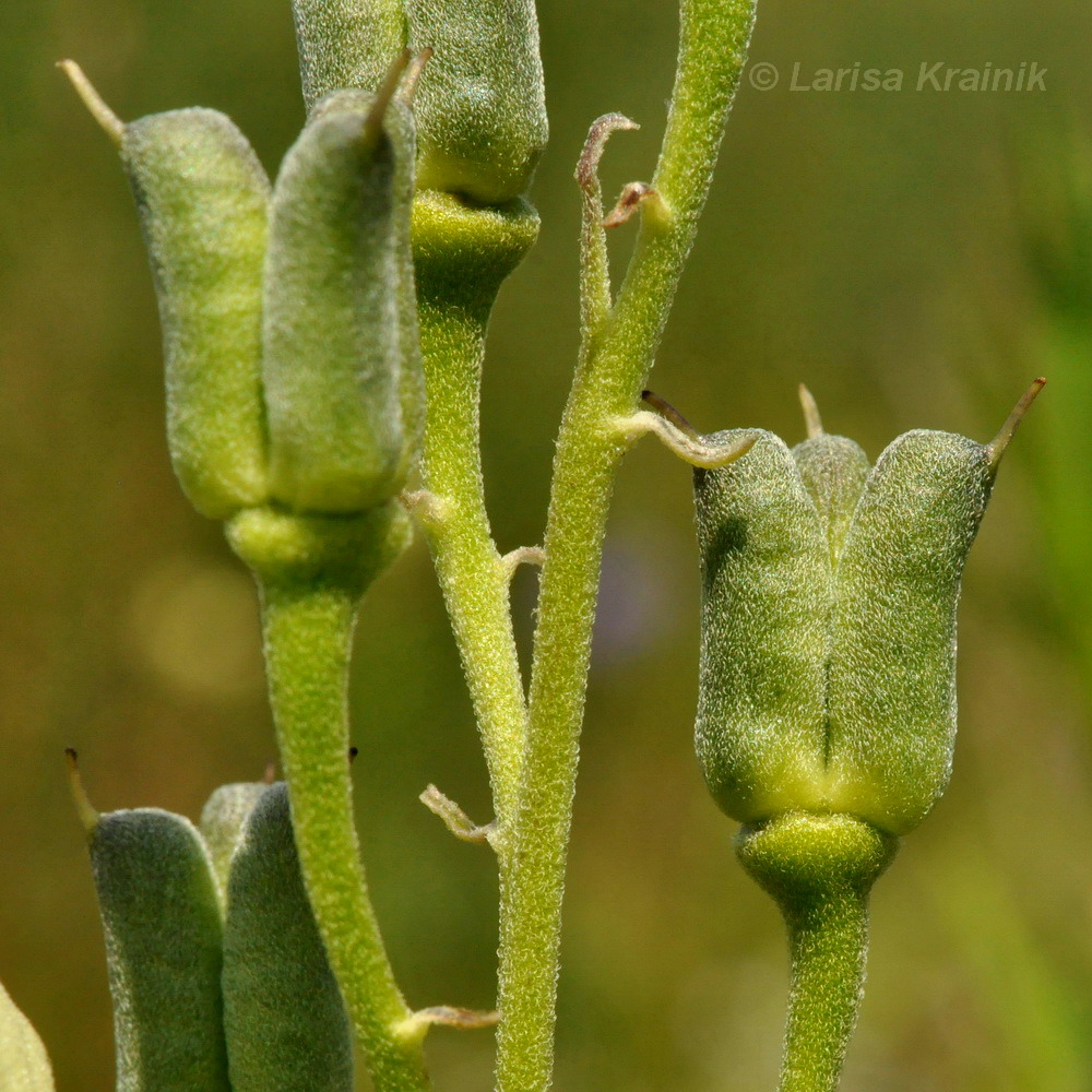 Image of Aconitum coreanum specimen.