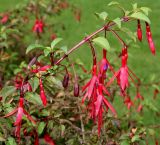 Fuchsia magellanica