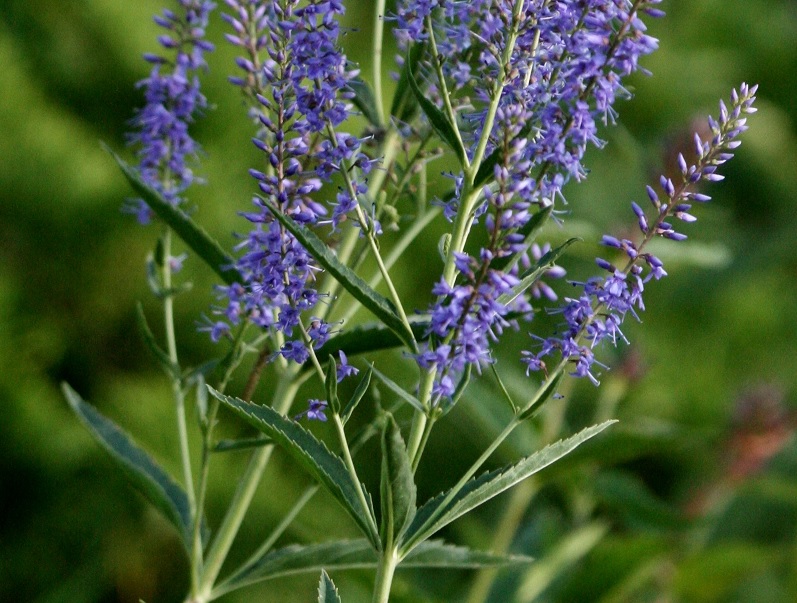 Image of Veronica spuria specimen.