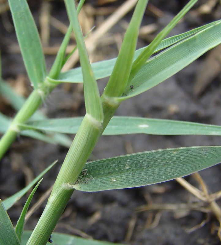 Image of Crypsis aculeata specimen.