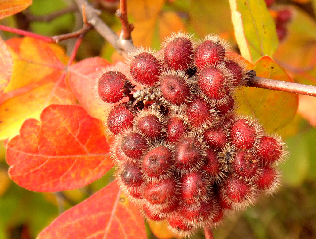 Изображение особи Rhus trilobata.