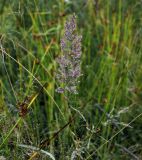Calamagrostis epigeios. Соцветие. Московская обл., Раменский р-н, окр. ж.-д. платформы Хрипань, залежь. 26.07.2014.