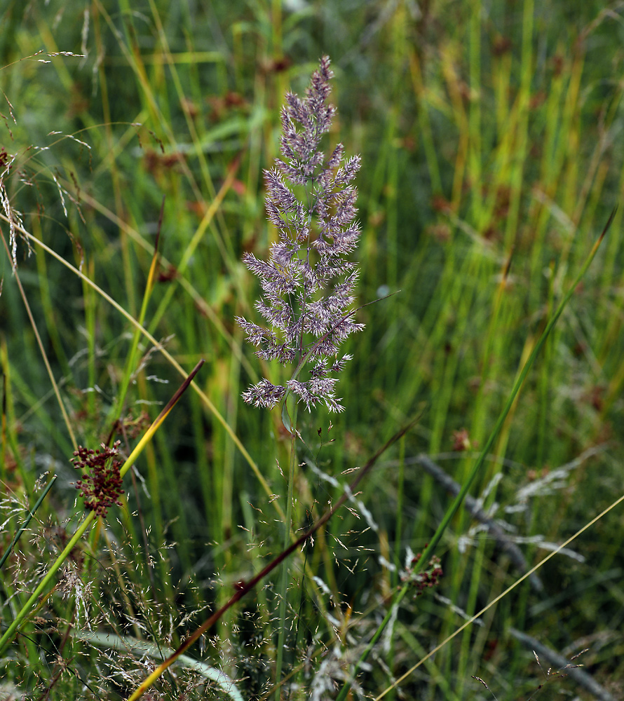 Image of Calamagrostis epigeios specimen.