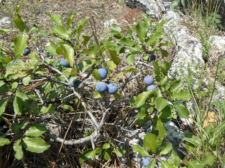 Изображение особи Prunus stepposa.