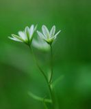 Lloydia triflora