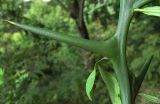 Poncirus trifoliata. Часть молодого побега с пазушными колючками. Абхазия, Гудаутский р-н, г. Новый Афон, Афонская гора. 20 августа 2009 г.