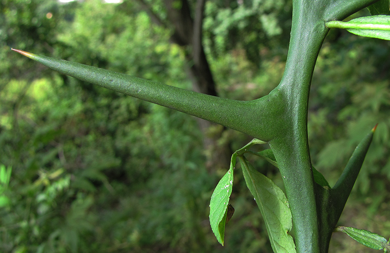 Image of Poncirus trifoliata specimen.