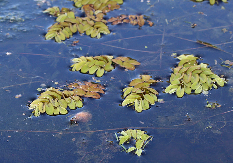 Image of Salvinia natans specimen.