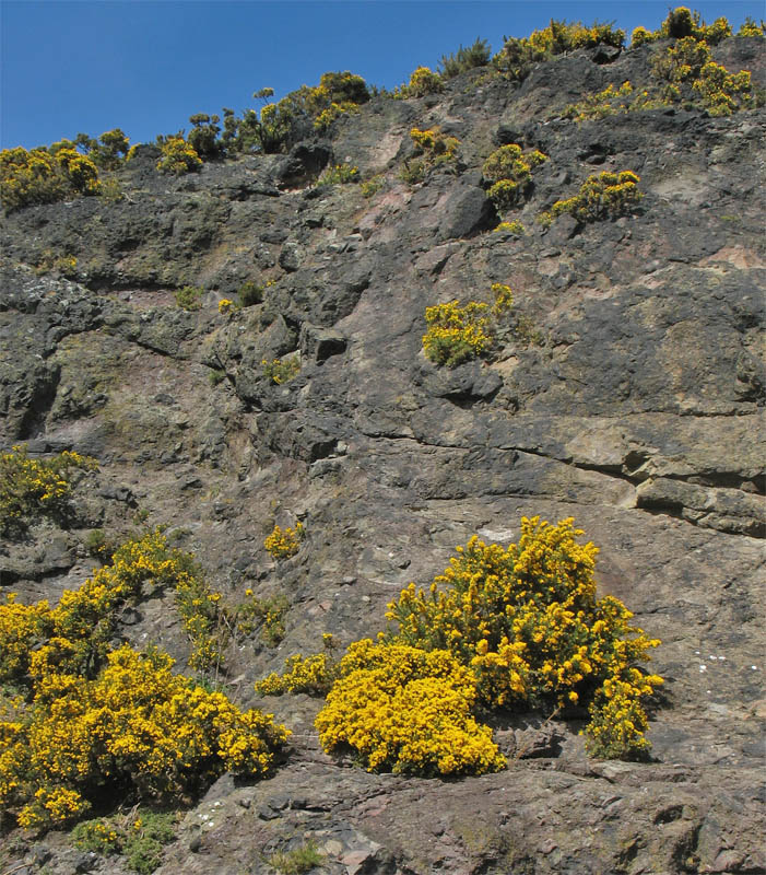 Image of Ulex europaea specimen.