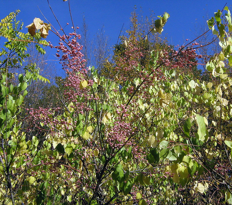 Изображение особи Euonymus bungeanus.