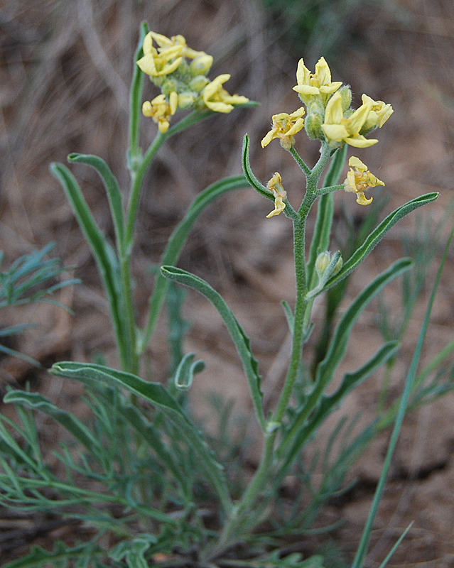 Image of Sterigmostemum caspicum specimen.