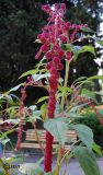 Amaranthus caudatus